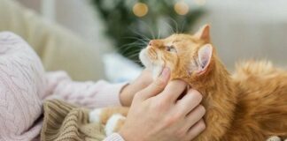 Почему кошка ложится на живот или грудь человека: раскрыта главная причина - today.ua