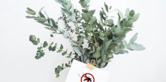 Щоб не було комарів: топ-4 рослини для підвіконня та городу - today.ua