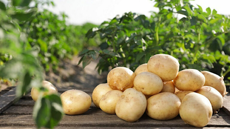 Лучший сосед картошки: что посадить между рядами для лучшего роста и защиты от болезней - today.ua