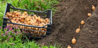 До Пасхи или после: когда нужно сажать картошку в 2023 году, чтобы собрать хороший урожай - today.ua