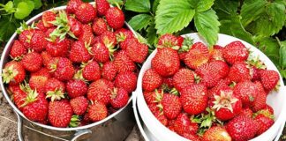 В Україні різко подешевшала полуниця: скільки коштує ягода наприкінці травня  - today.ua