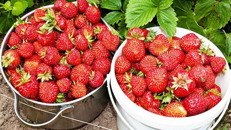 В Украине резко подешевела клубника: сколько стоит ягода в конце мая - today.ua