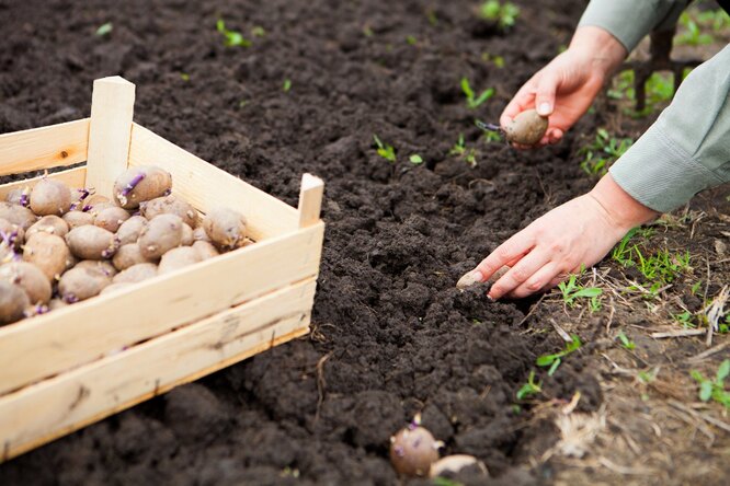 До Великодня чи після: коли потрібно садити картоплю у 2023 році, щоб зібрати щедрий урожай