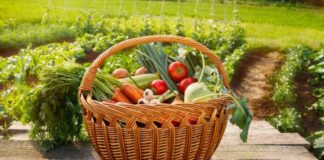 Українці можуть безкоштовно отримати насіння овочів: претендентів визначать до 15 січня - today.ua