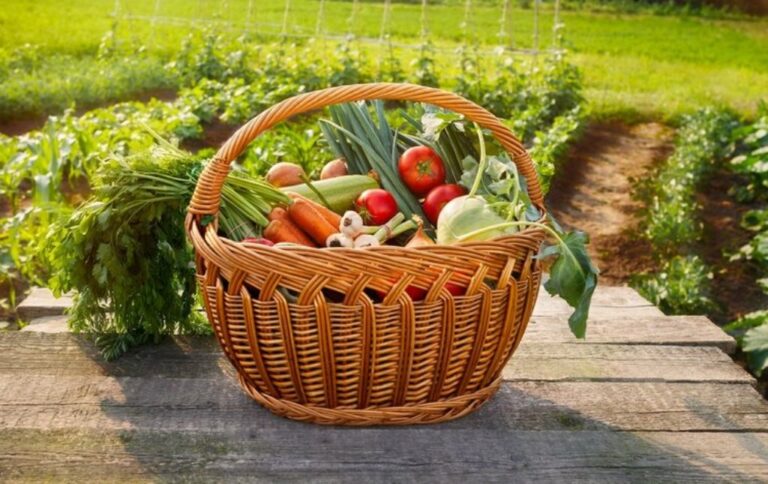 Українці можуть безкоштовно отримати насіння овочів: претендентів визначать до 15 січня - today.ua