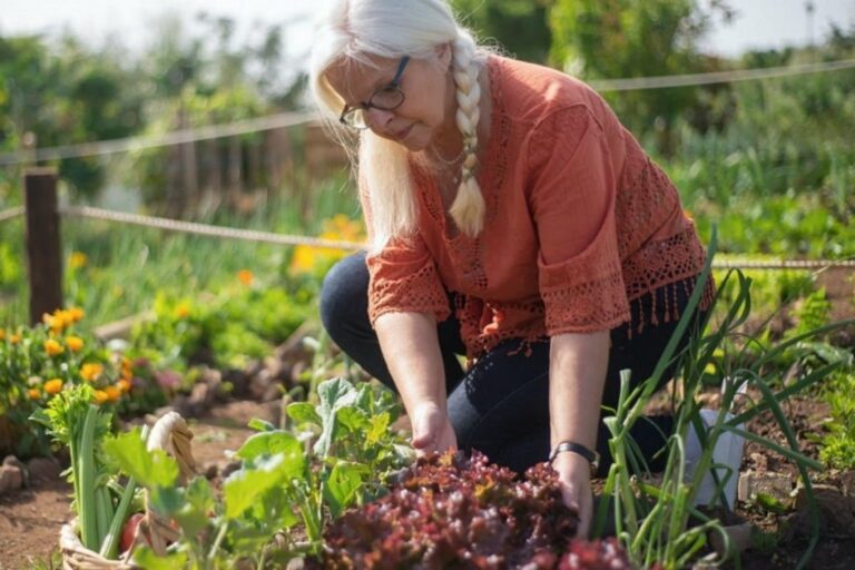 Что посеять на грядках в августе, чтобы собрать урожай в сентябре: советы бывалых огородников - today.ua