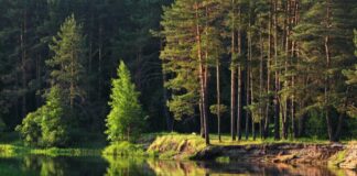 Дом у леса на берегу озера: где можно купить райский уголок за полтысячи долларов - today.ua
