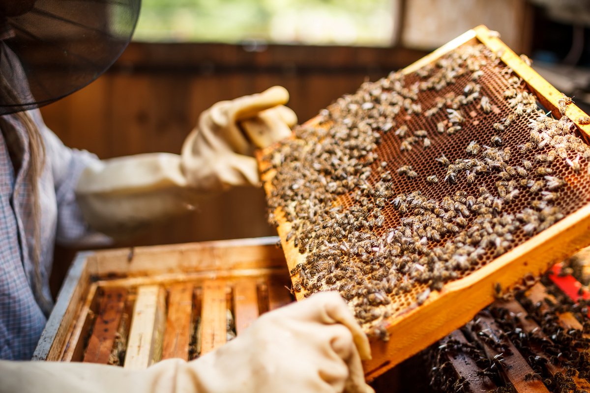 Дешевше, ніж минулого року: стало відомо, скільки коштуватиме мед в Україні влітку 2023