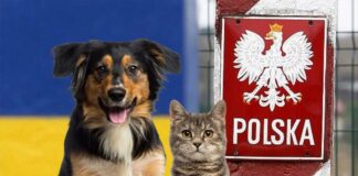 Перевірятимуть на сказ: Польща запровадила нові правила ввезення домашніх тварин з України - today.ua