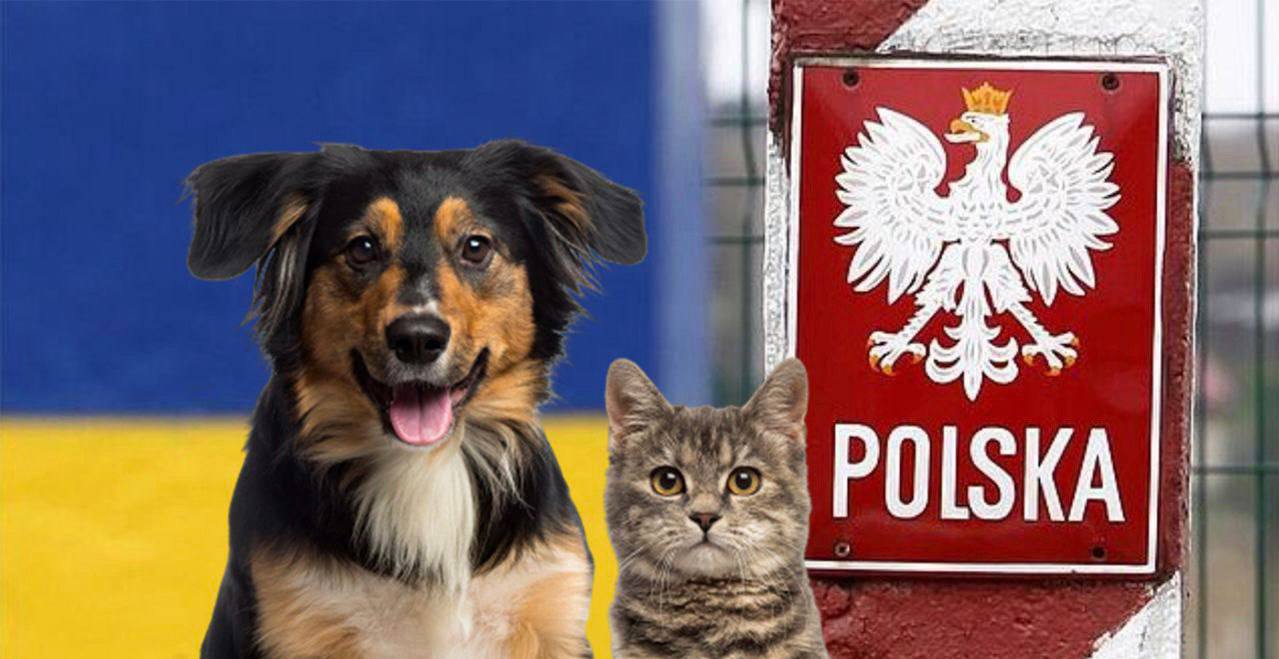 Українські біженці у Польщі можуть отримати понад 4000 грн на тварин
