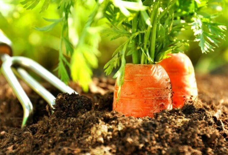 Лучший сосед моркови: что посадить между грядками, чтобы овощ вырос сочным и хрустящим - today.ua
