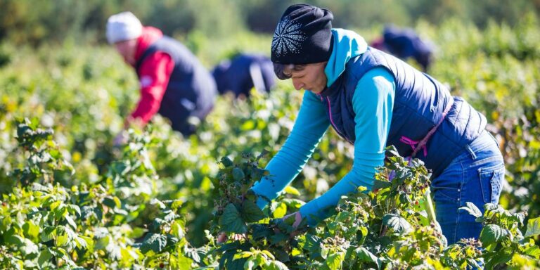 В Україні незабаром буде багато сезонної роботи в аграрному секторі  - today.ua