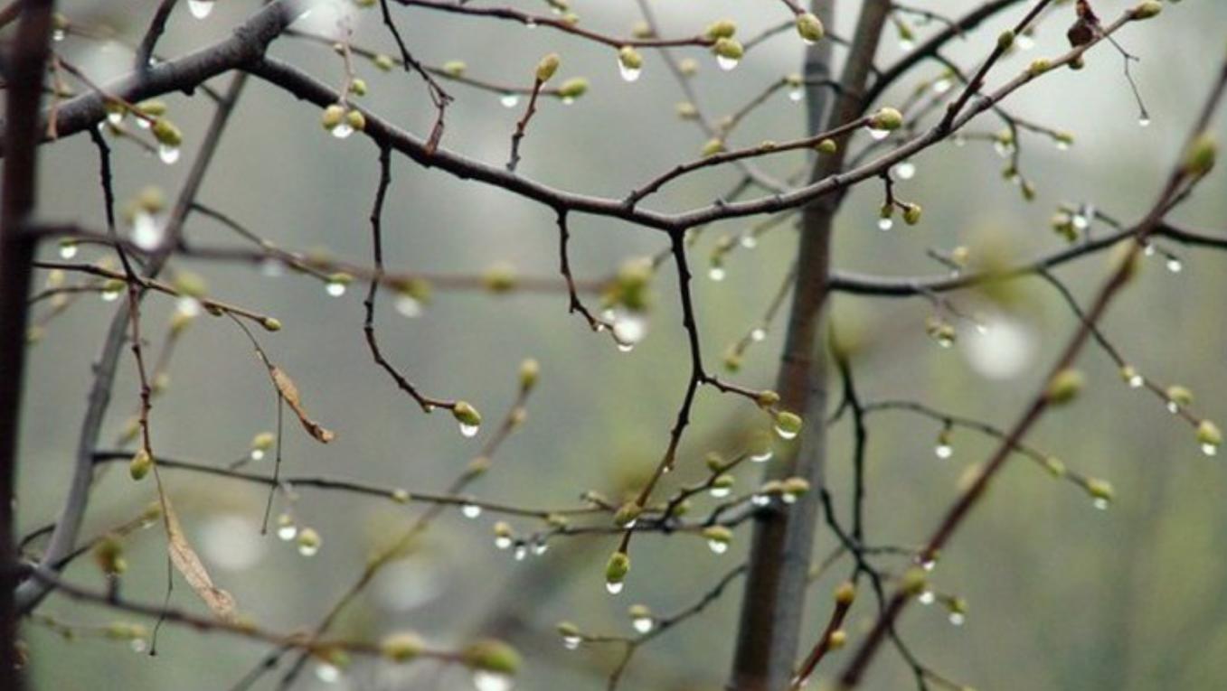 Холод и дожди: синоптики рассказали, какая погода ожидает украинцев в Вербное воскресенье