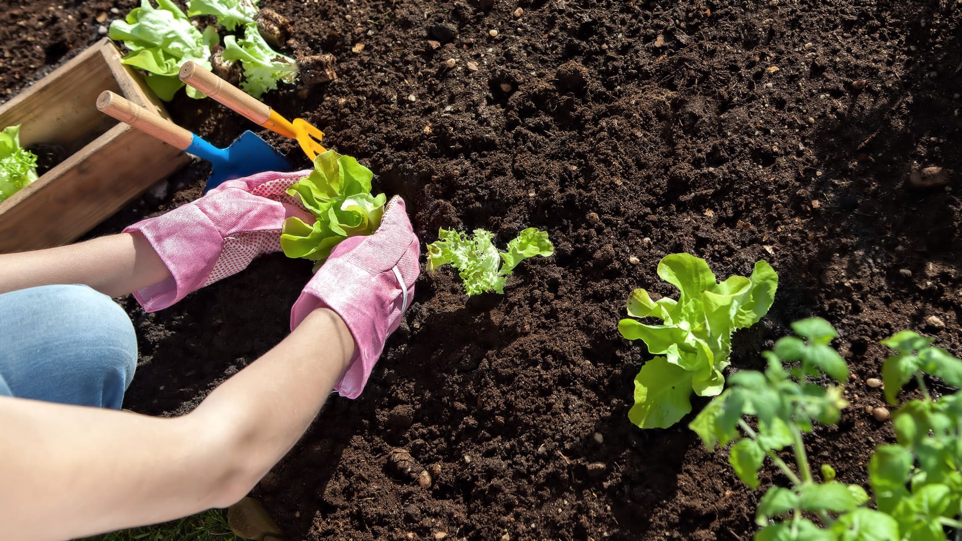 Що посадити у травні: топ-6 культур, які розростуться як на дріжджах