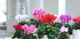 Зацвітуть буйним кольором: одна дешева пігулка з аптечки допоможе вашим квітам - today.ua