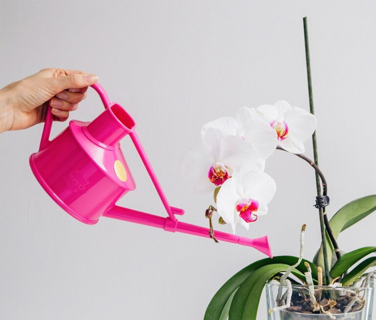 Чем поливать орхидею, чтобы она цвела весь год: четыре проверенных натуральных средства - today.ua