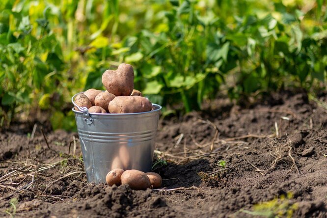 Коли садити картоплю у травні 2023 року: найсприятливіші дати за місячним календарем