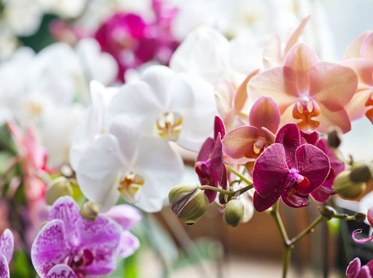 Чем поливать орхидею, чтобы она цвела весь год: четыре проверенных натуральных средства