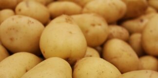 Небезпечно для здоров'я: кому та чому не можна їсти молоду картоплю - today.ua