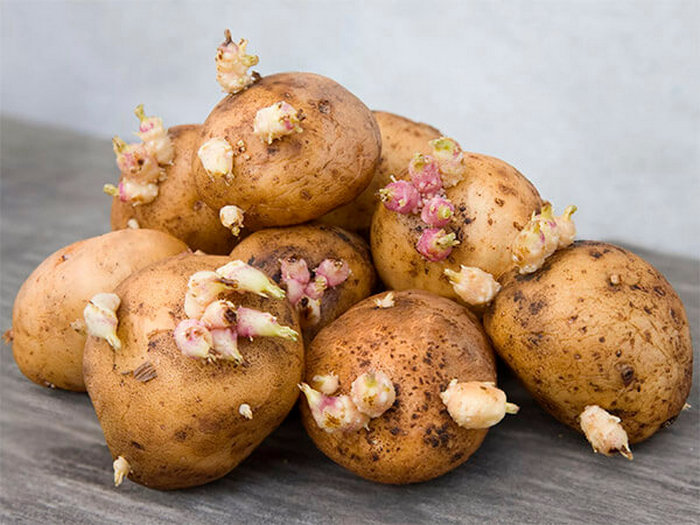 Три ознаки токсичності картоплі: як на око обрати овоч в магазині