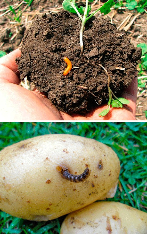 Чем полить огород, чтобы спасти картошку от проволочника: две отравы без химии