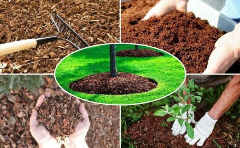 Топ-6 овочів, які можна посадити на бідному ґрунті: виростуть у піску, глині та кам'янистій породі - today.ua