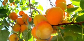 В Україні пропав урожай абрикосів: названа причина  - today.ua