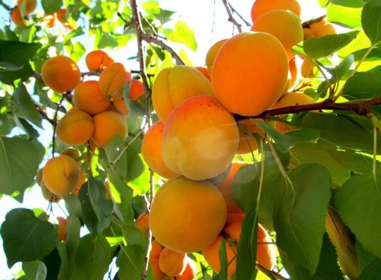 В Україні пропав урожай абрикосів: названа причина  - today.ua