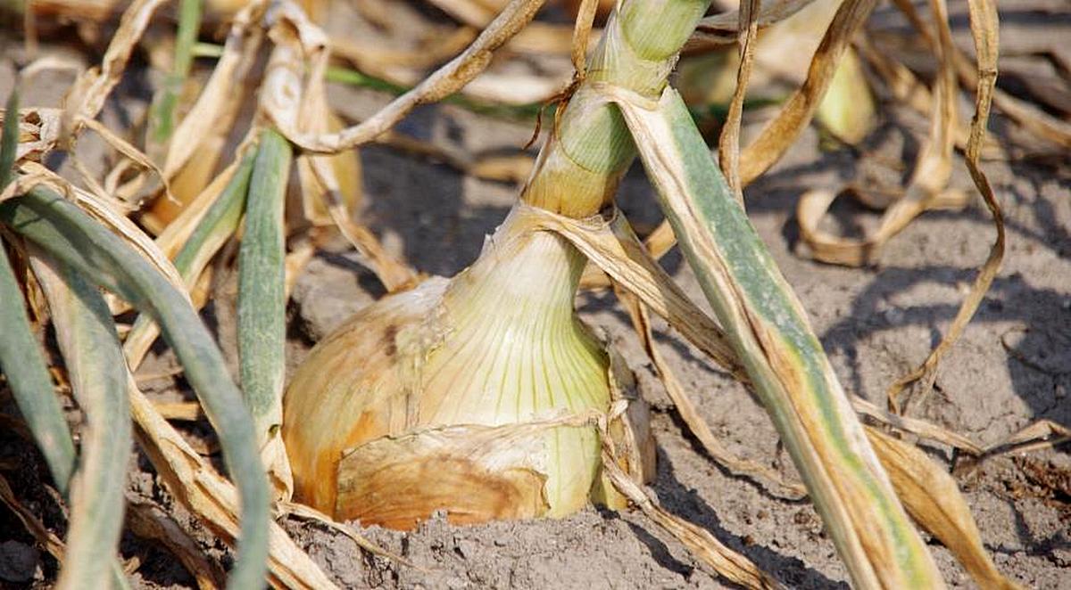 Жовтіє перо цибулі: чим полити город, щоб урятувати врожай