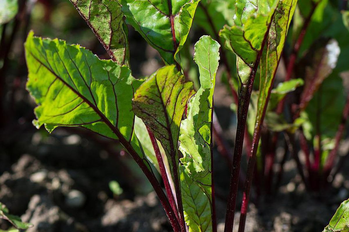 Чим поливати буряк, щоб овоч виріс солодким: рецепт дієвого натурального підживлення