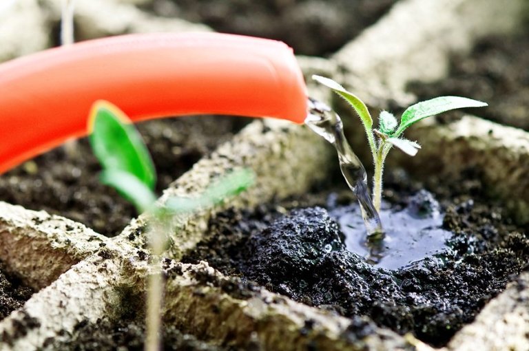Чим підгодувати перець та баклажани перед висадкою в ґрунт: ефективні народні засоби