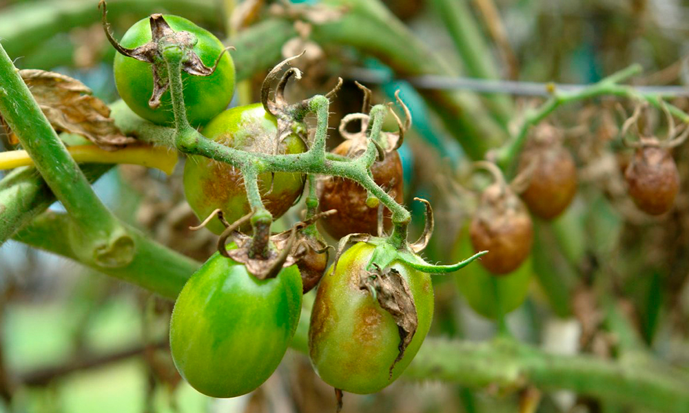 Бывалые огородники назвали лучшую защиту для помидоров от фитофторы: никакой вредной химии
