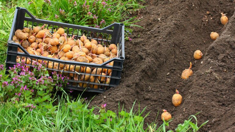 Когда сажать картошку в мае 2023 года: самые благоприятные даты по лунному календарю - today.ua