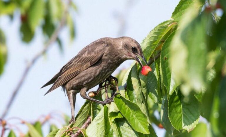 Как защитить фруктовые деревья от птиц без химии: поможет один из трех дешевых лайфхаков - today.ua