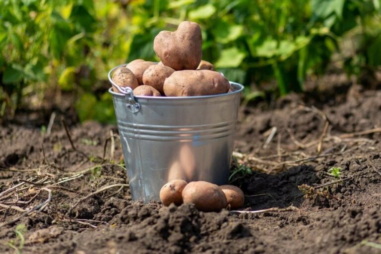 Худшие соседи картошки: что не стоит сажать рядом с корнеплодом, чтобы получить хороший урожай  - today.ua