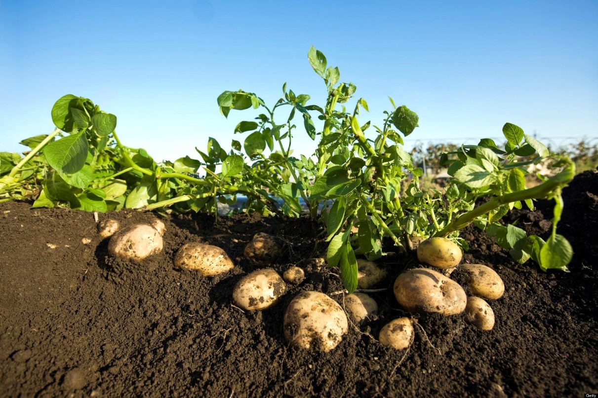 Найгірші сусіди картоплі: що не варто садити поряд з коренеплодом, щоб отримати добрий урожай