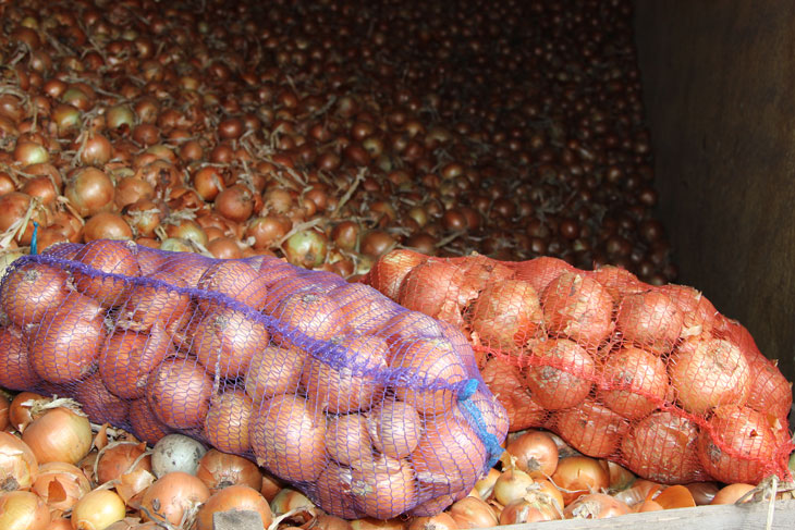 Цены на лук в Украине выросли в 3,7 раз: эксперты рассказали, что это не предел