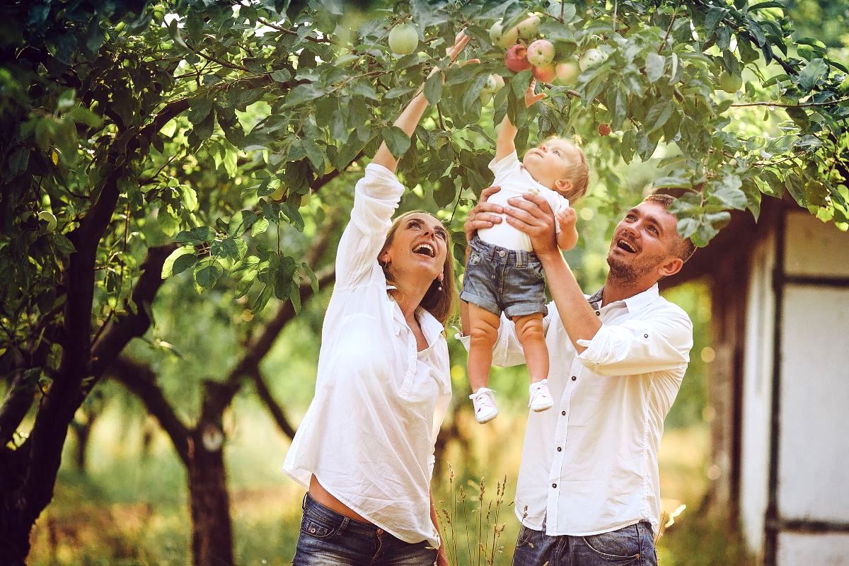 В Украине запретили высаживать дуб, орех и клен: какие еще деревья попали в список
