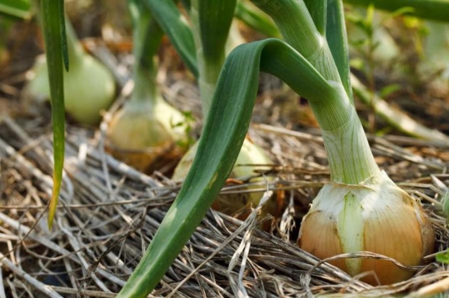 Цены на лук в Украине снова обновили рекорд: эксперты рассказали, когда овощ начнет дешеветь