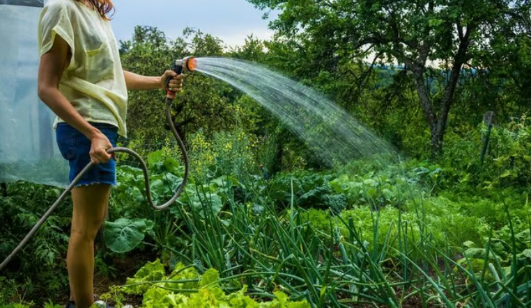Чим поливати моркву, щоб отримати щедрий врожай: ефективні засоби від досвідчених городників