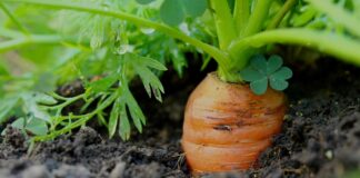 Чим поливати моркву, щоб отримати щедрий врожай: ефективні засоби від досвідчених городників - today.ua
