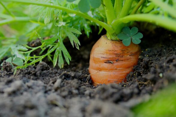 Полив моркови для хорошего урожая: какое средство добавить в воду - Today.ua