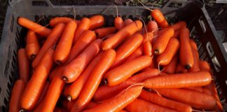 В Украине взлетели цены на морковку: названа причина рекордного подорожания - today.ua