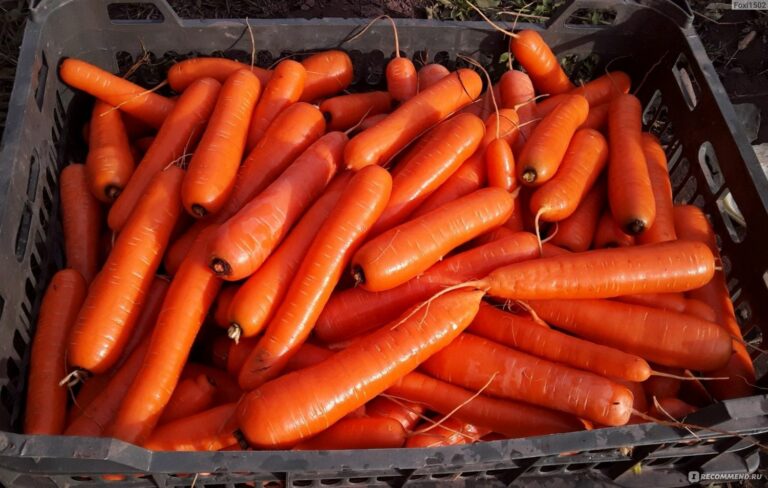 В Україні злетіли ціни на моркву: названо причину рекордного подорожчання - today.ua