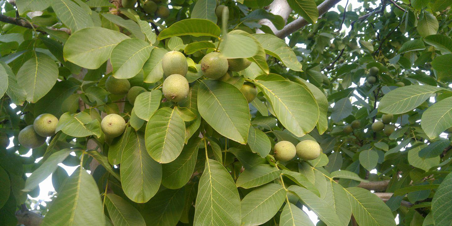 В Україні заборонили висаджувати горіх, дуб та клен: які ще рослини увійшли до списку - today.ua