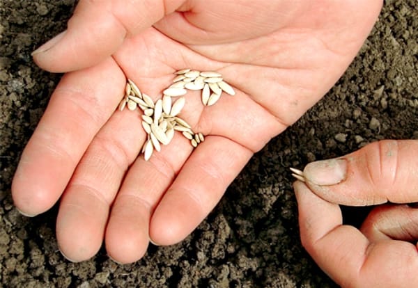 Посев огурцов в открытый грунт: какие условия нужно соблюдать, чтобы получить хороший урожай
