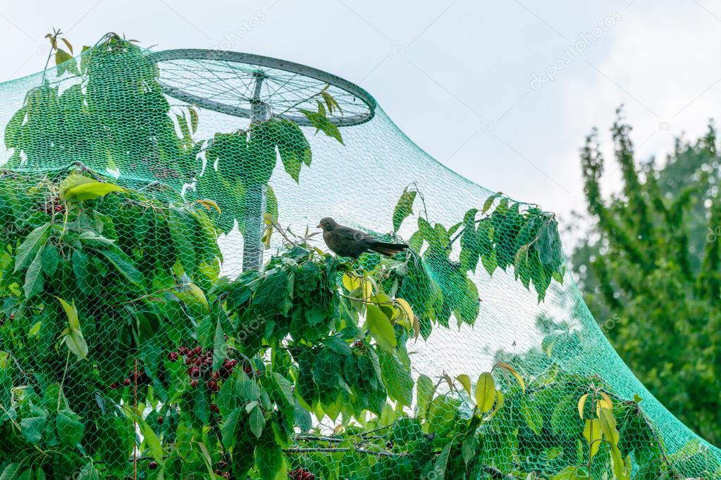 Як захистити фруктові дерева від птахів без хімії: допоможе один із трьох дешевих лайфхаків