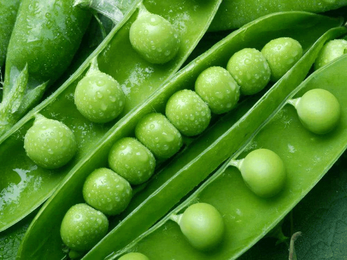 Кращий сусід гороху: що посадити поряд, щоб відлякати шкідників та збільшити врожай