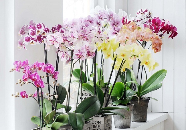 Чим поливати орхідею, щоб вона цвіла весь рік: чотири перевірені натуральні засоби
