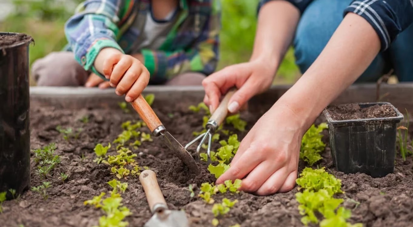 Що посіяти у червні: названо чотири найбільш теплолюбні культури